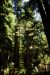 2013-07-05, 051, Simpson-Reed, Jedediah Smith Redwoods SP, CA