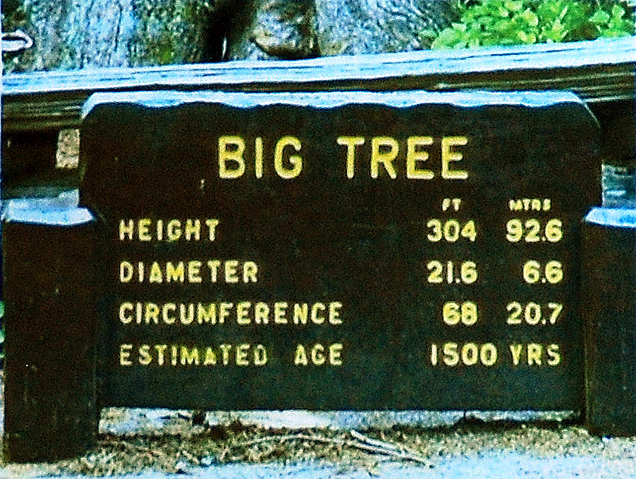 2013-07-06, 001, Big Tree, Praire Cheek Redwood SP, CA