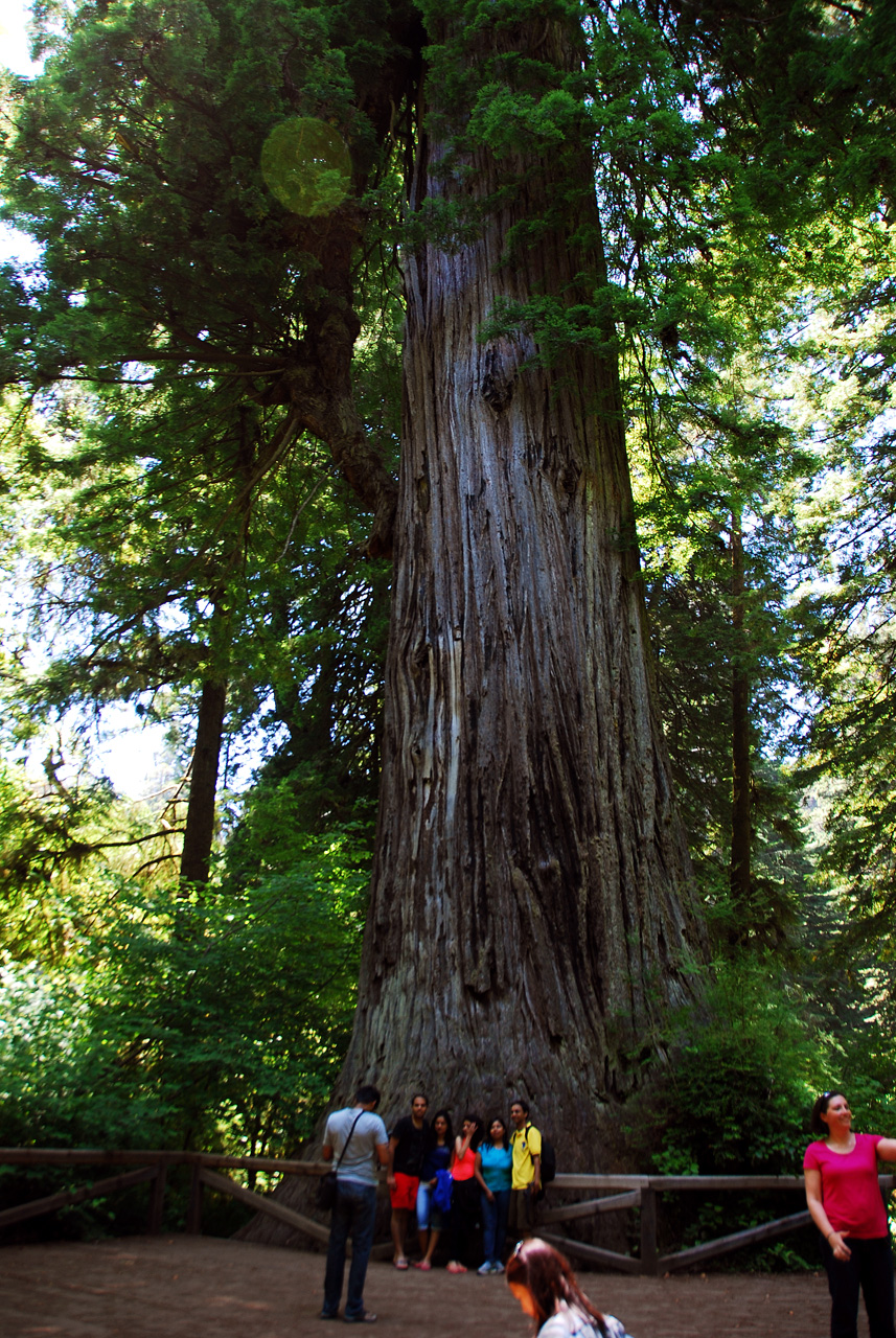2013-07-06, 004, Big Tree, Praire Cheek Redwood SP, CA
