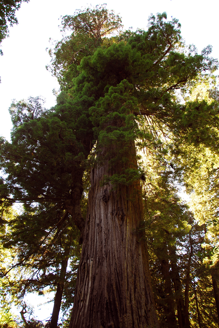 2013-07-06, 005, Big Tree, Praire Cheek Redwood SP, CA