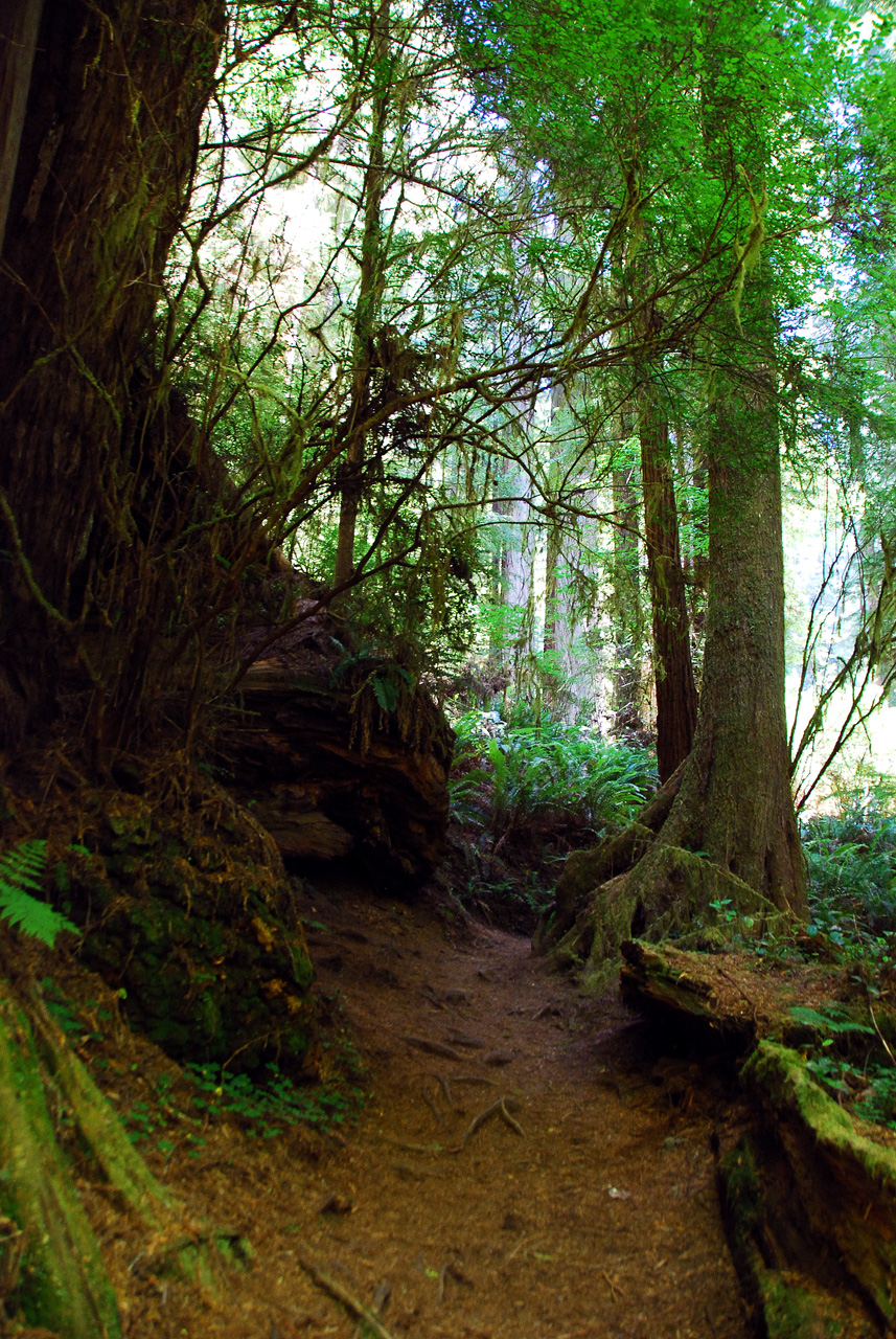 2013-07-06, 007, Trail in Praire Cheek Redwood SP, CA