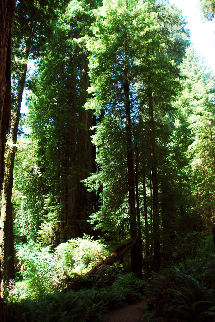 2013-07-06, 008, Trail in Praire Cheek Redwood SP, CA