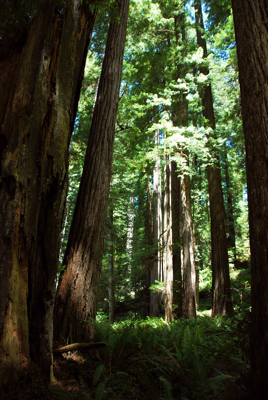 2013-07-06, 009, Trail in Praire Cheek Redwood SP, CA