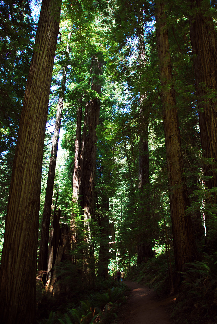 2013-07-06, 016, Trail in Praire Cheek Redwood SP, CA