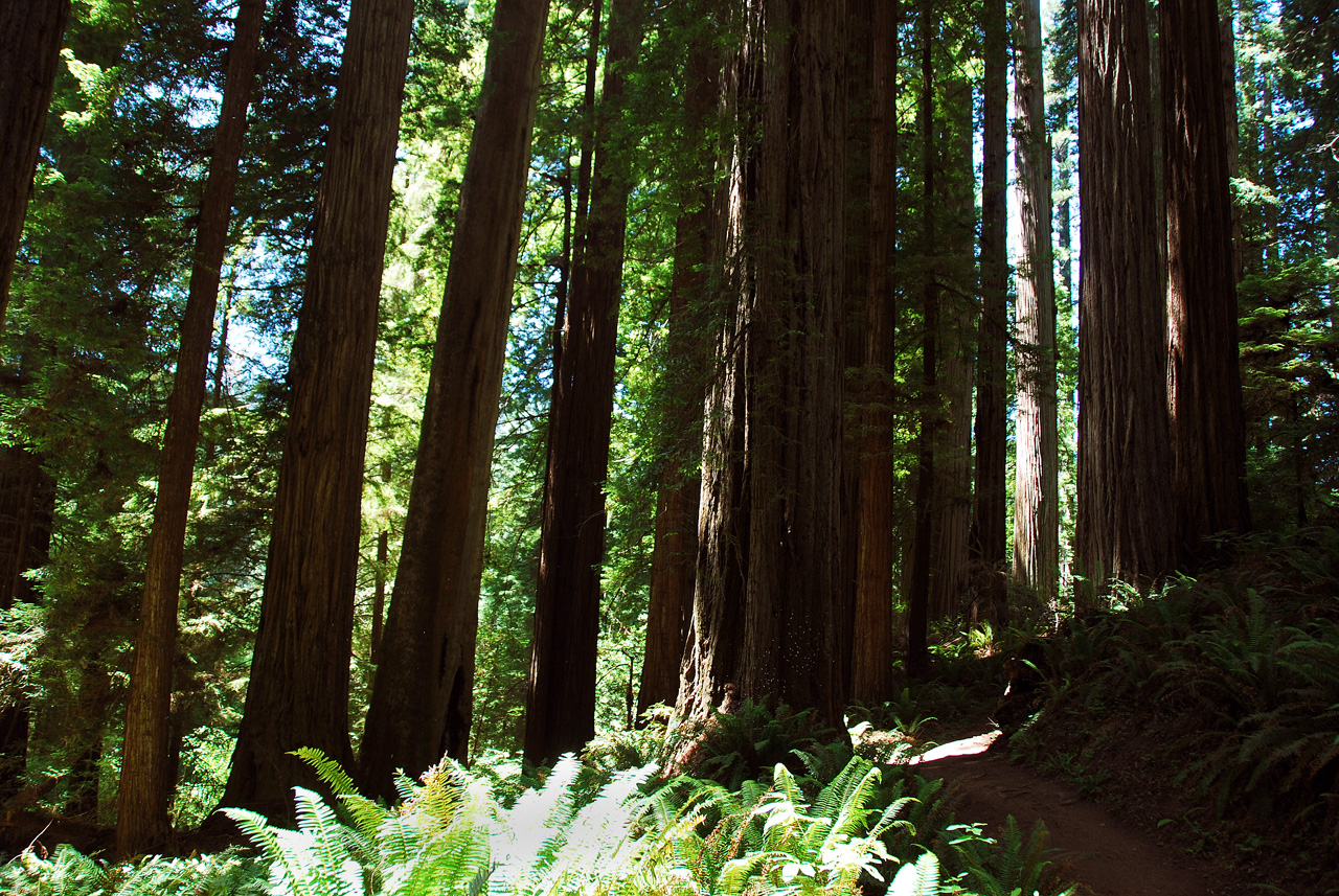 2013-07-06, 019, Trail in Praire Cheek Redwood SP, CA