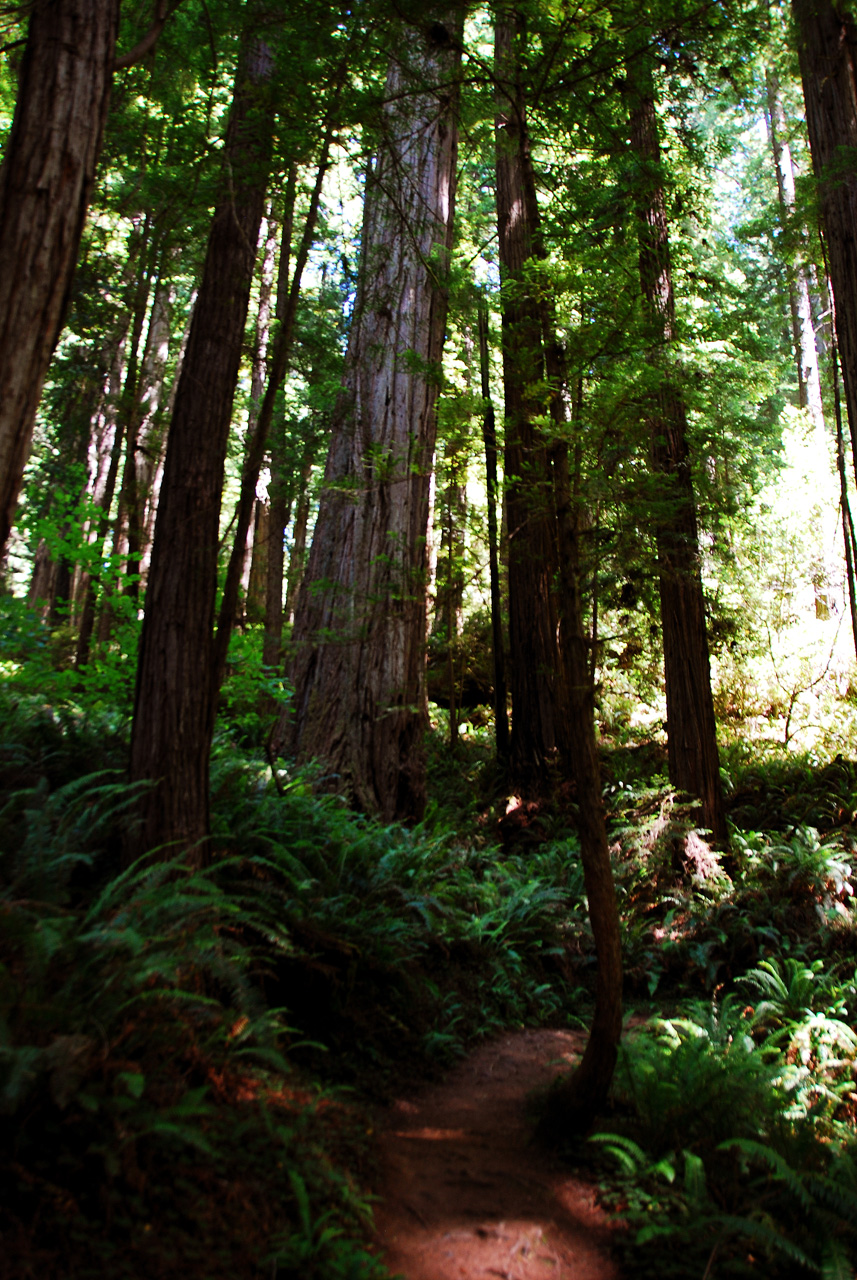 2013-07-06, 021, Trail in Praire Cheek Redwood SP, CA