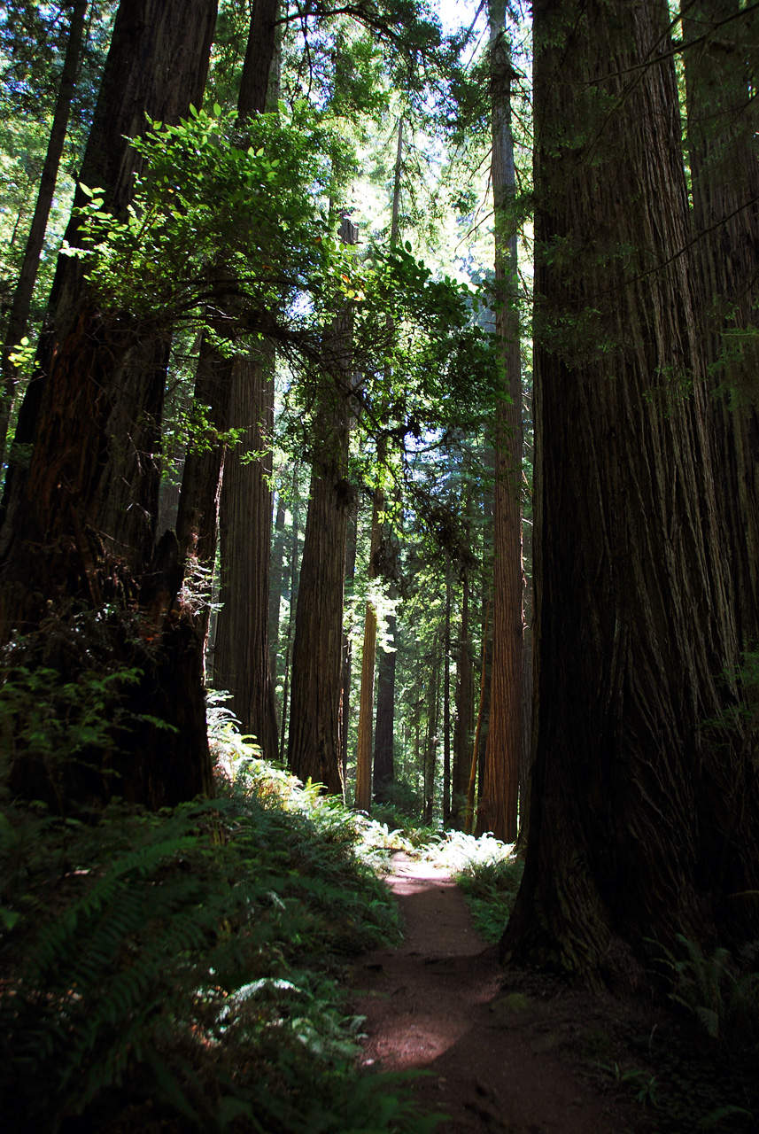 2013-07-06, 022, Trail in Praire Cheek Redwood SP, CA