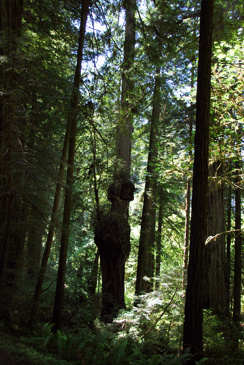 2013-07-06, 024, Trail in Praire Cheek Redwood SP, CA