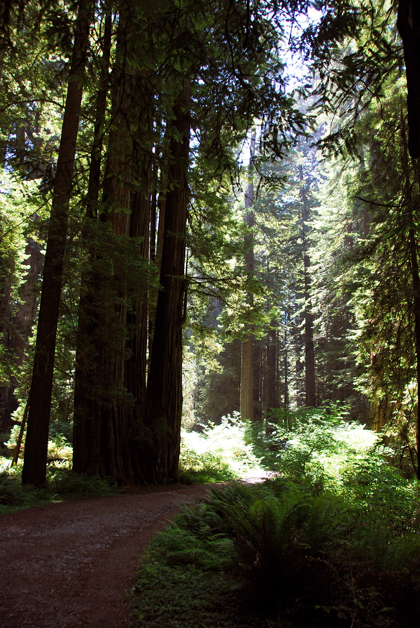 2013-07-06, 026, Trail in Praire Cheek Redwood SP, CA
