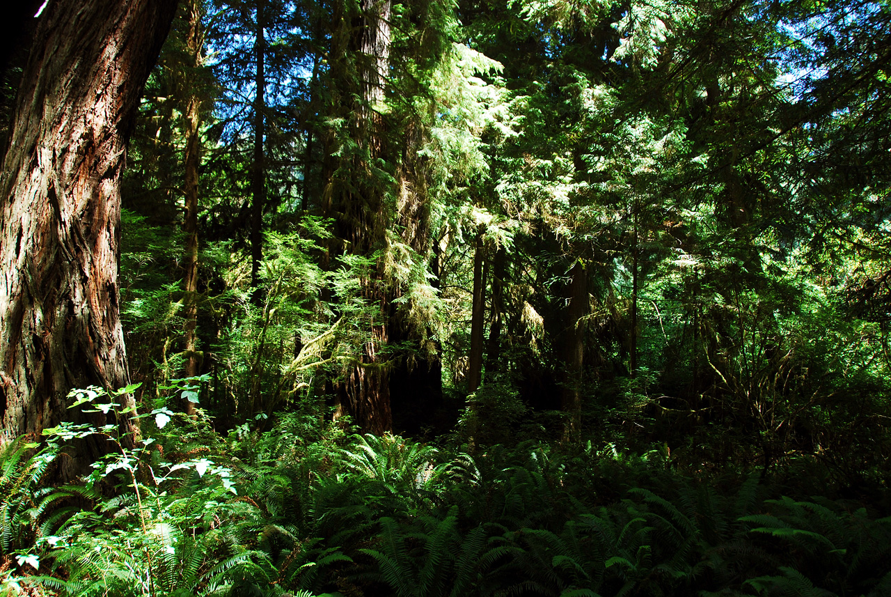 2013-07-06, 027, Trail in Praire Cheek Redwood SP, CA