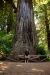 2013-07-06, 003, Big Tree, Praire Cheek Redwood SP, CA