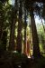 2013-07-06, 006, Trail in Praire Cheek Redwood SP, CA