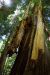 2013-07-06, 012, Trail in Praire Cheek Redwood SP, CA