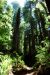 2013-07-06, 018, Trail in Praire Cheek Redwood SP, CA