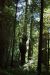 2013-07-06, 024, Trail in Praire Cheek Redwood SP, CA
