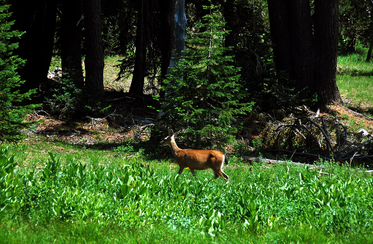 2013-07-16, 010, Lady of the Wood, Crater Lake NP, OR