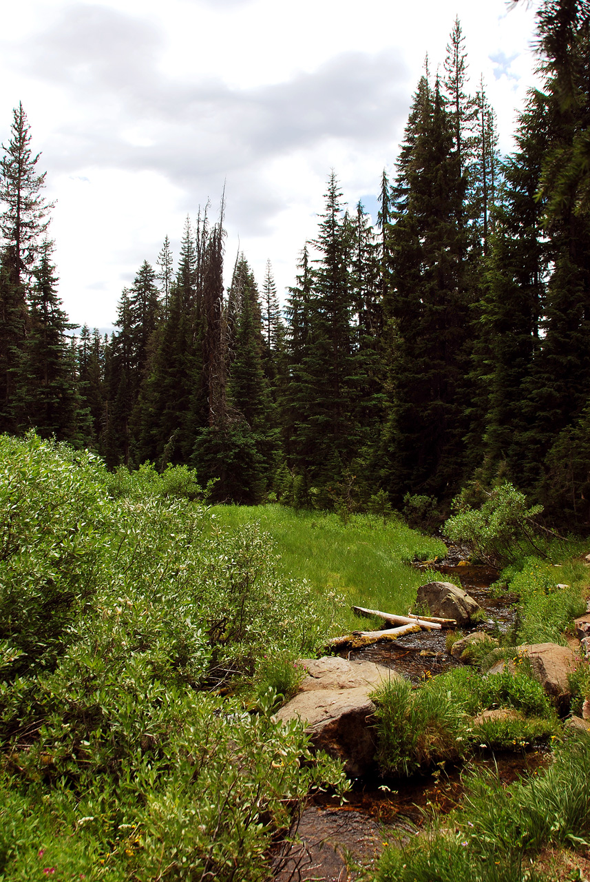 2013-07-16, 015, Castle Crest Wildflowers, Crater Lake NP, OR