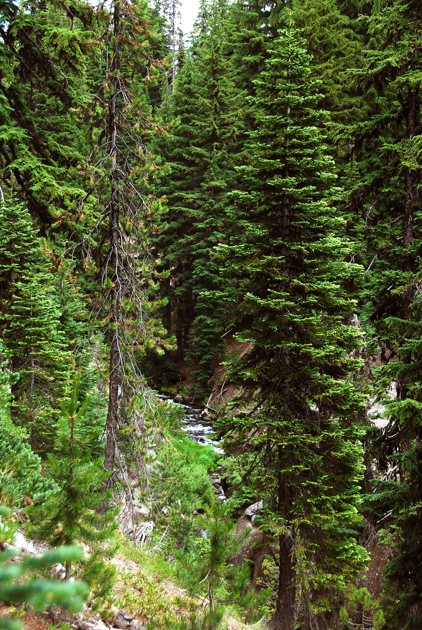 2013-07-16, 019, Godfrey Glen Trai, Crater Lake NP, OR