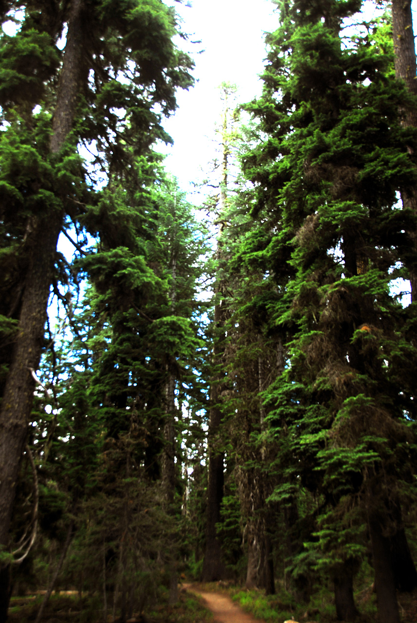 2013-07-16, 027, Godfrey Glen Trai, Crater Lake NP, OR