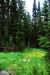 2013-07-16, 011, Castle Crest Wildflowers, Crater Lake NP, OR