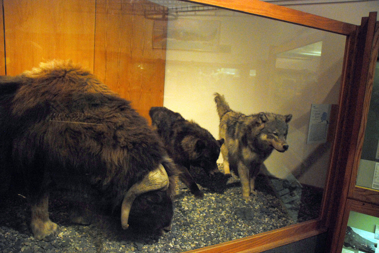 2013-08-02, 012, UA Museum of the North, Fairbanks, AK