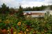 2013-08-04, 007, Chena Hot Springs, Chena, AK