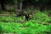 2013-08-04, 024, Chena Hot Springs, Chena, AK