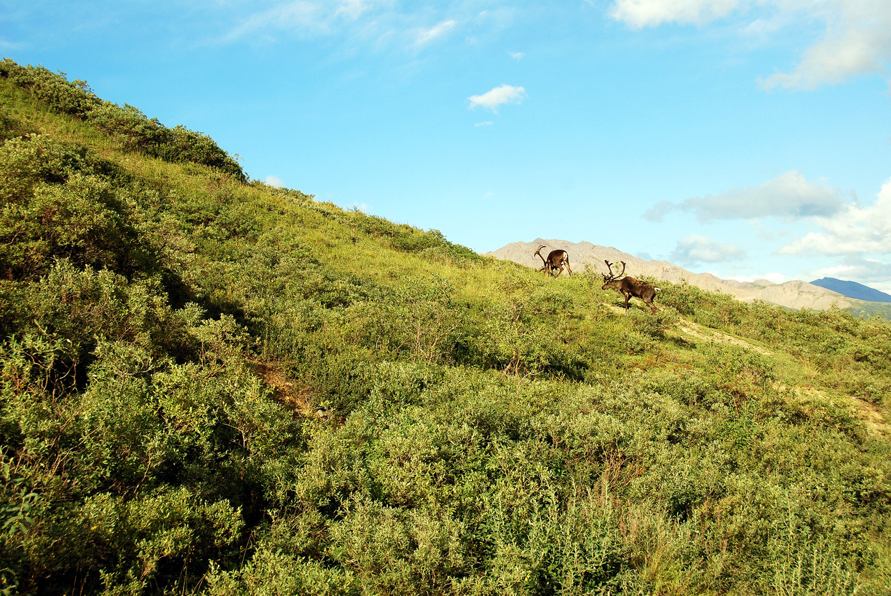 2013-08-08, 153, Denali National Park, AK, Mt McKinley