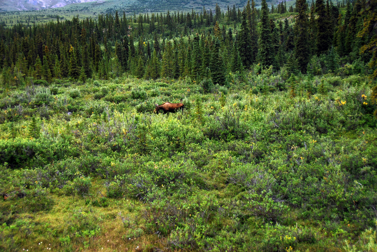 2013-08-08, 166, Denali National Park, AK, Mt McKinley