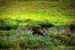 2013-08-08, 164, Denali National Park, AK, Mt McKinley