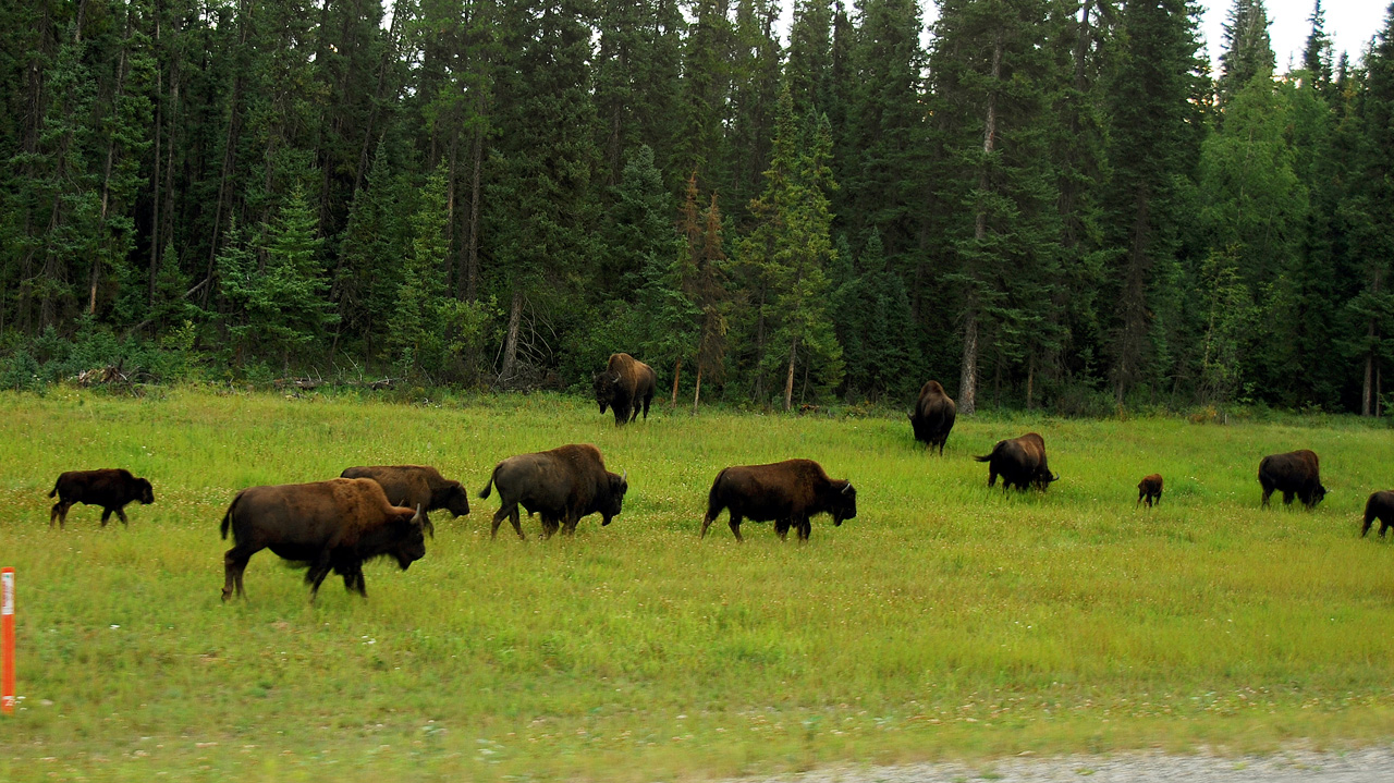 2013-08-16, 006, The Alaskan Hwy MP 496 - 0, BC