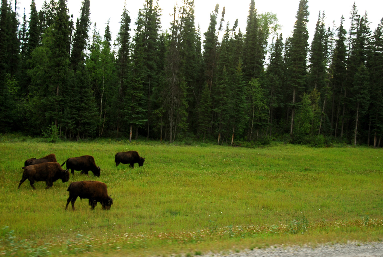 2013-08-16, 009, The Alaskan Hwy MP 496 - 0, BC