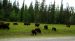 2013-08-16, 003, The Alaskan Hwy MP 496 - 0, BC