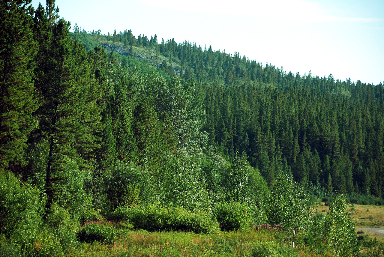 2013-08-15, 018, The Alaskan Hwy MP 779 - 496, YT-BC