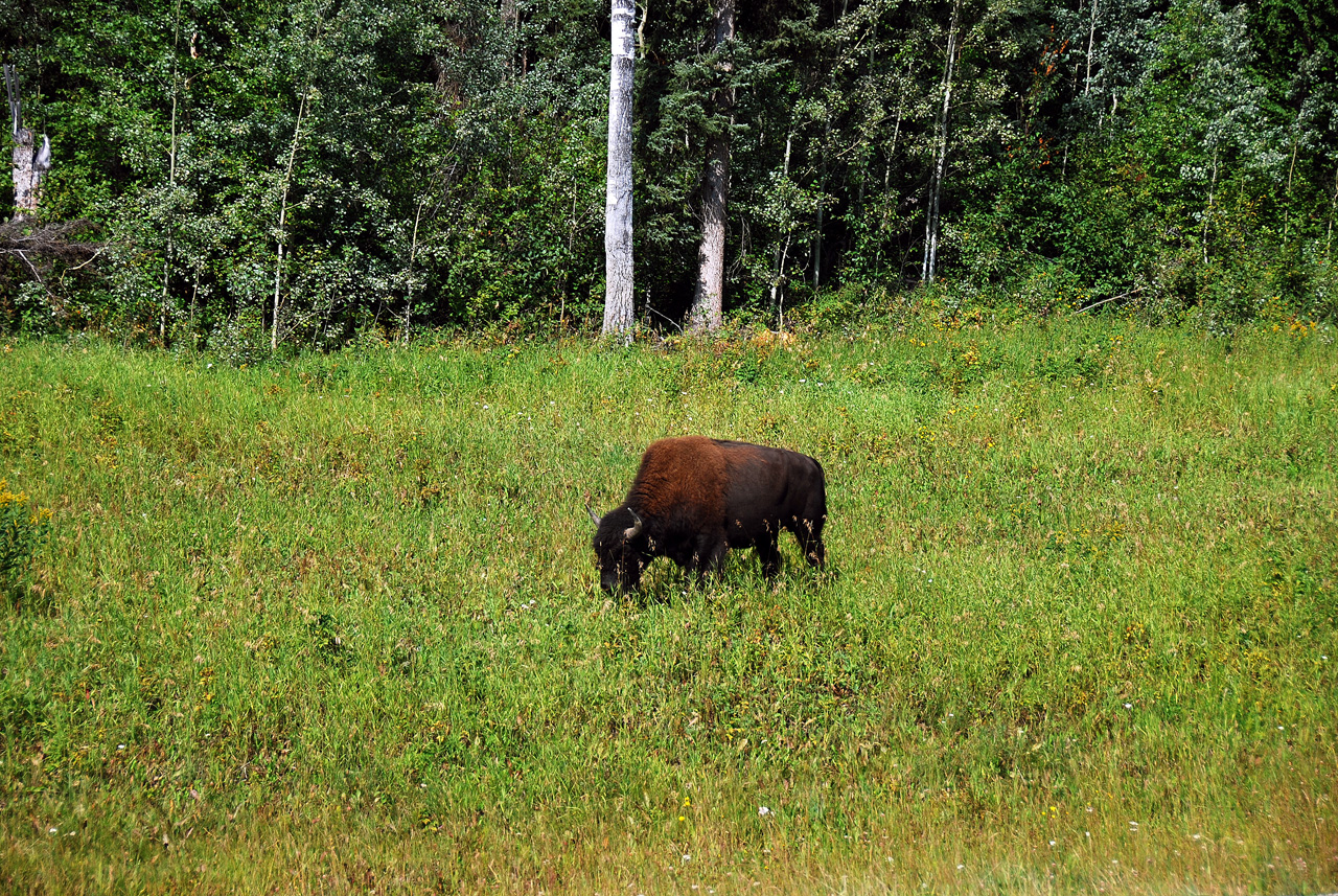 2013-08-15, 032, The Alaskan Hwy MP 779 - 496, YT-BC