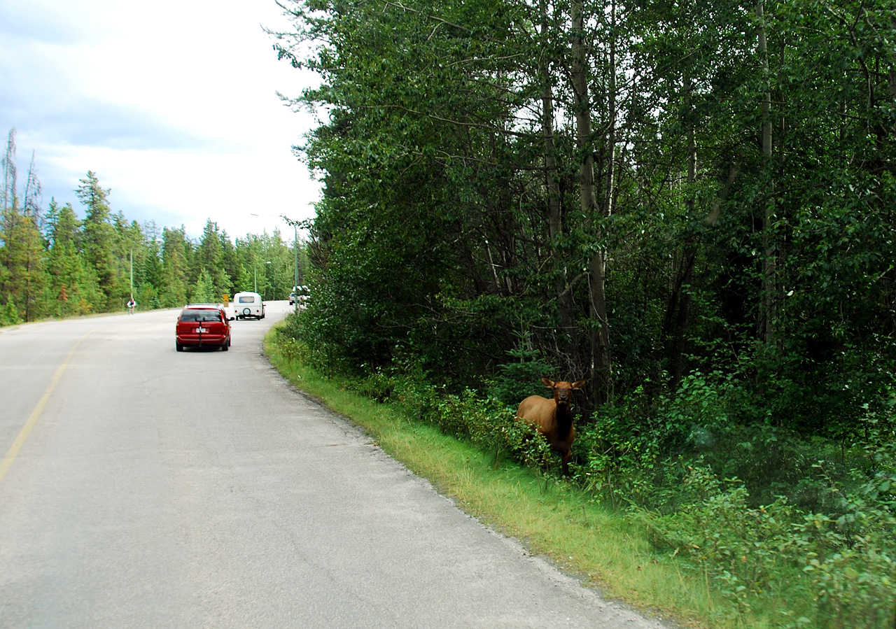 2013-08-18, 019, Along Rt 16 in Jasper NP, AB