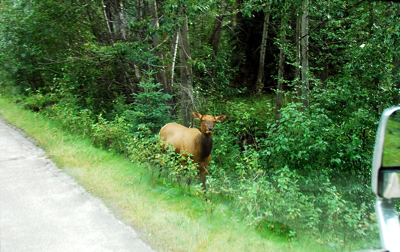 2013-08-18, 020, Along Rt 16 in Jasper NP, AB