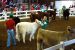 2013-09-07, 091, Clay County Fair, IA