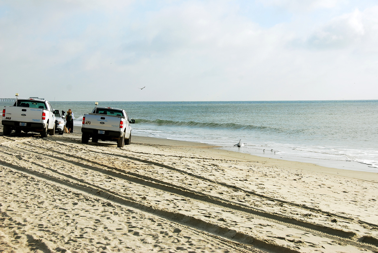 2013-10-23, 001, Dead Dolphin on Beach, SC