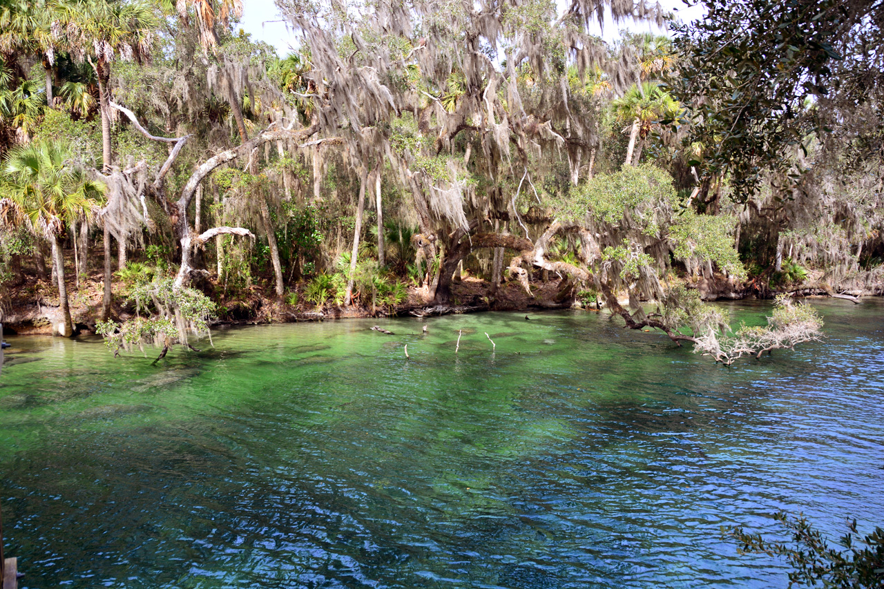 2014-01-21, 012, Blue Springs St Pk, FL