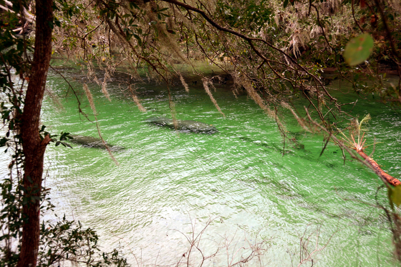 2014-01-21, 024, Blue Springs St Pk, FL