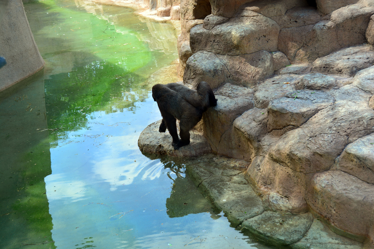 2014-04-23, 007, Gladys Porter Zoo, Brownsville, TX 