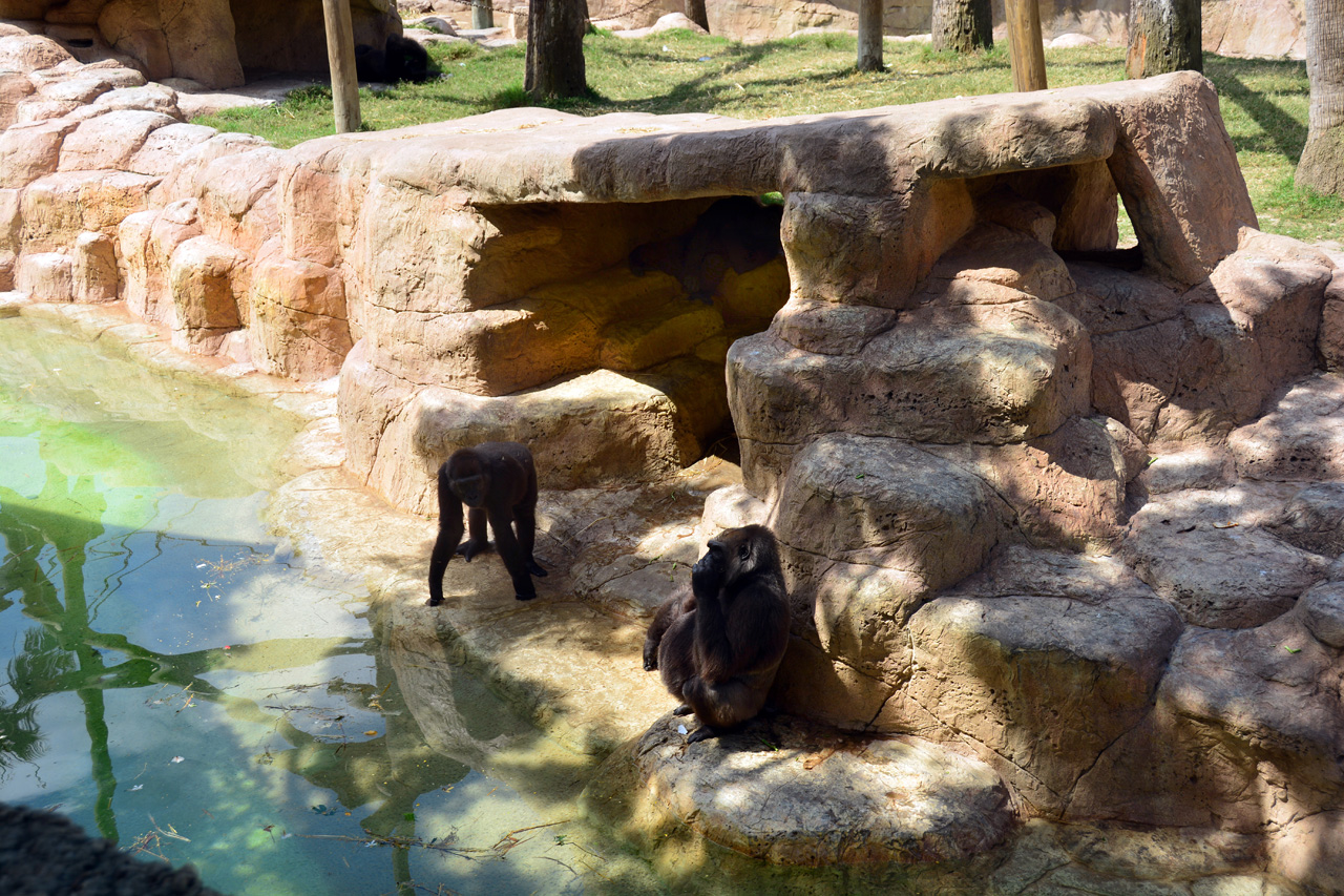 2014-04-23, 008, Gladys Porter Zoo, Brownsville, TX 