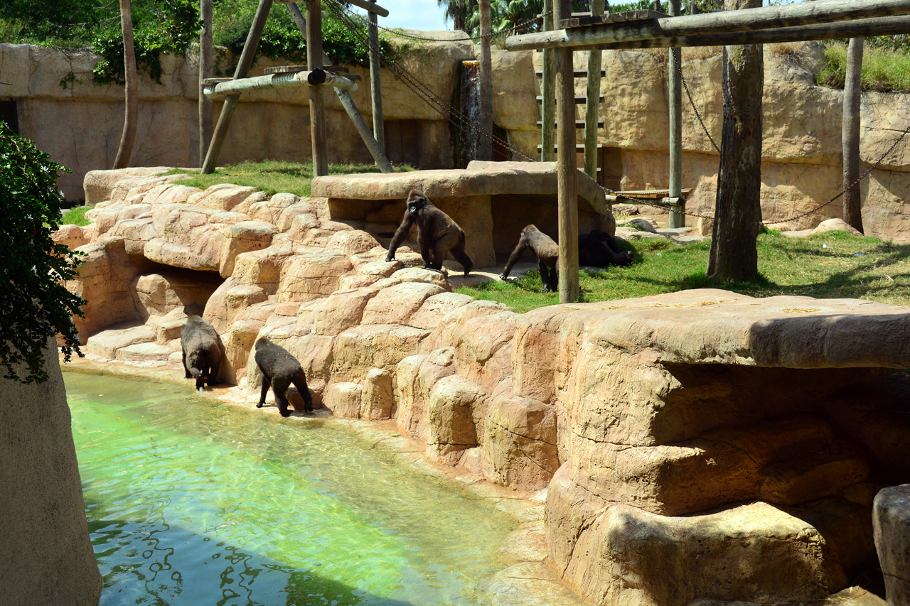 2014-04-23, 010, Gladys Porter Zoo, Brownsville, TX 