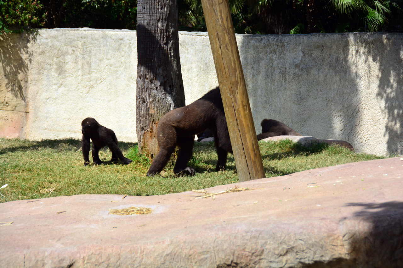 2014-04-23, 011, Gladys Porter Zoo, Brownsville, TX 