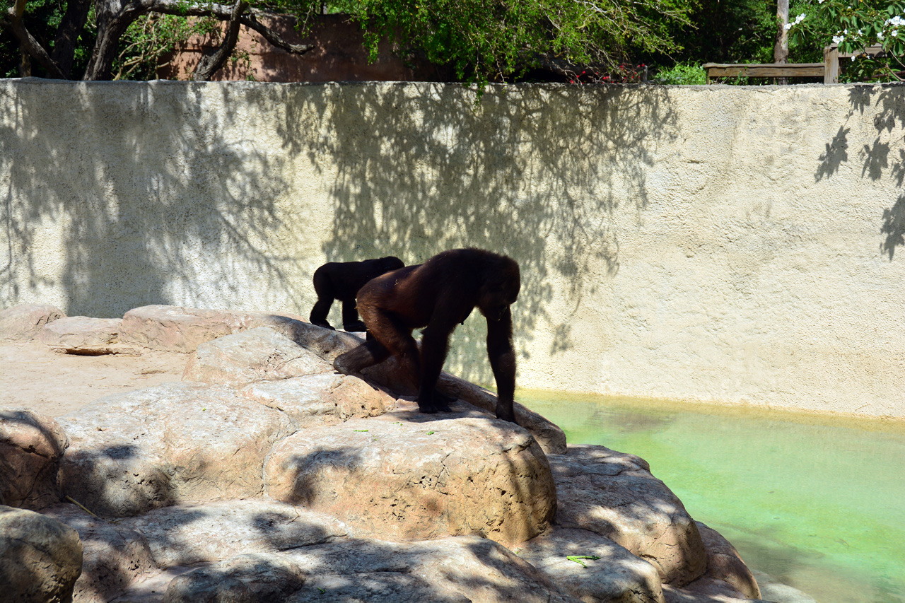 2014-04-23, 012, Gladys Porter Zoo, Brownsville, TX 