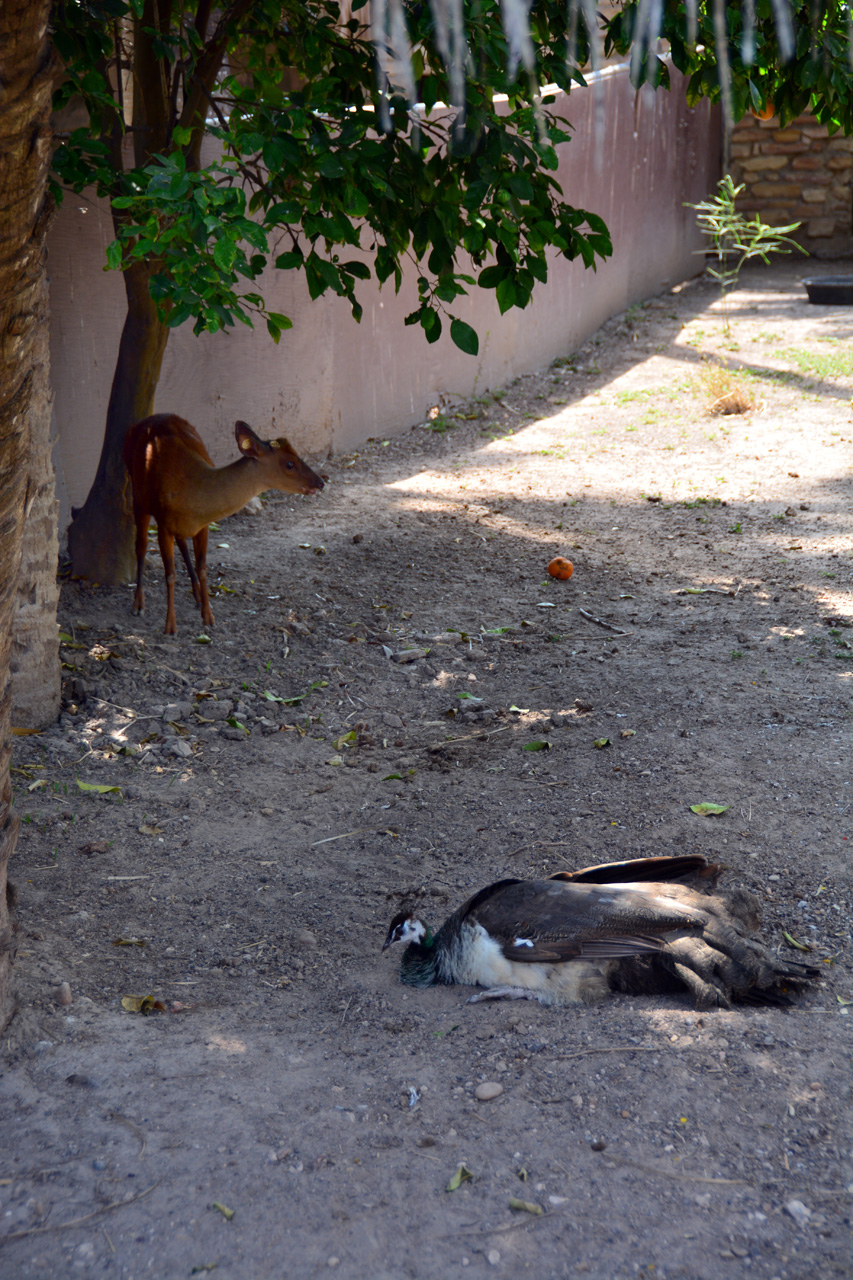 2014-04-23, 015, Gladys Porter Zoo, Brownsville, TX 