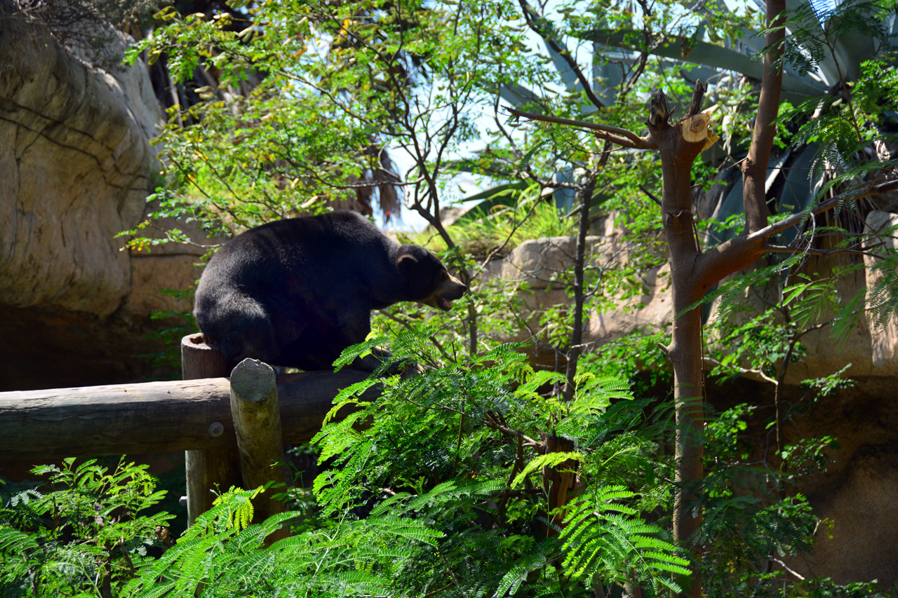 2014-04-23, 017, Gladys Porter Zoo, Brownsville, TX 