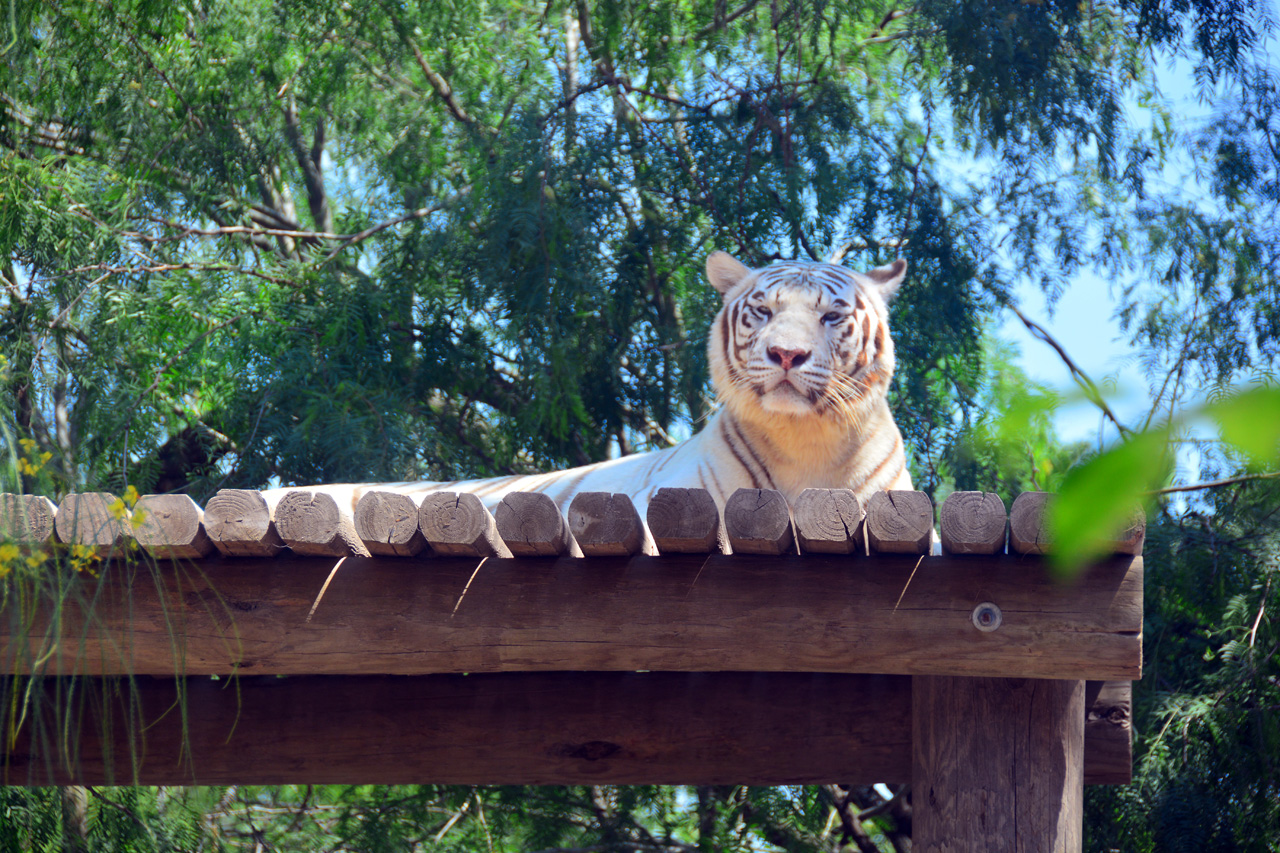 2014-04-23, 024, Gladys Porter Zoo, Brownsville, TX 