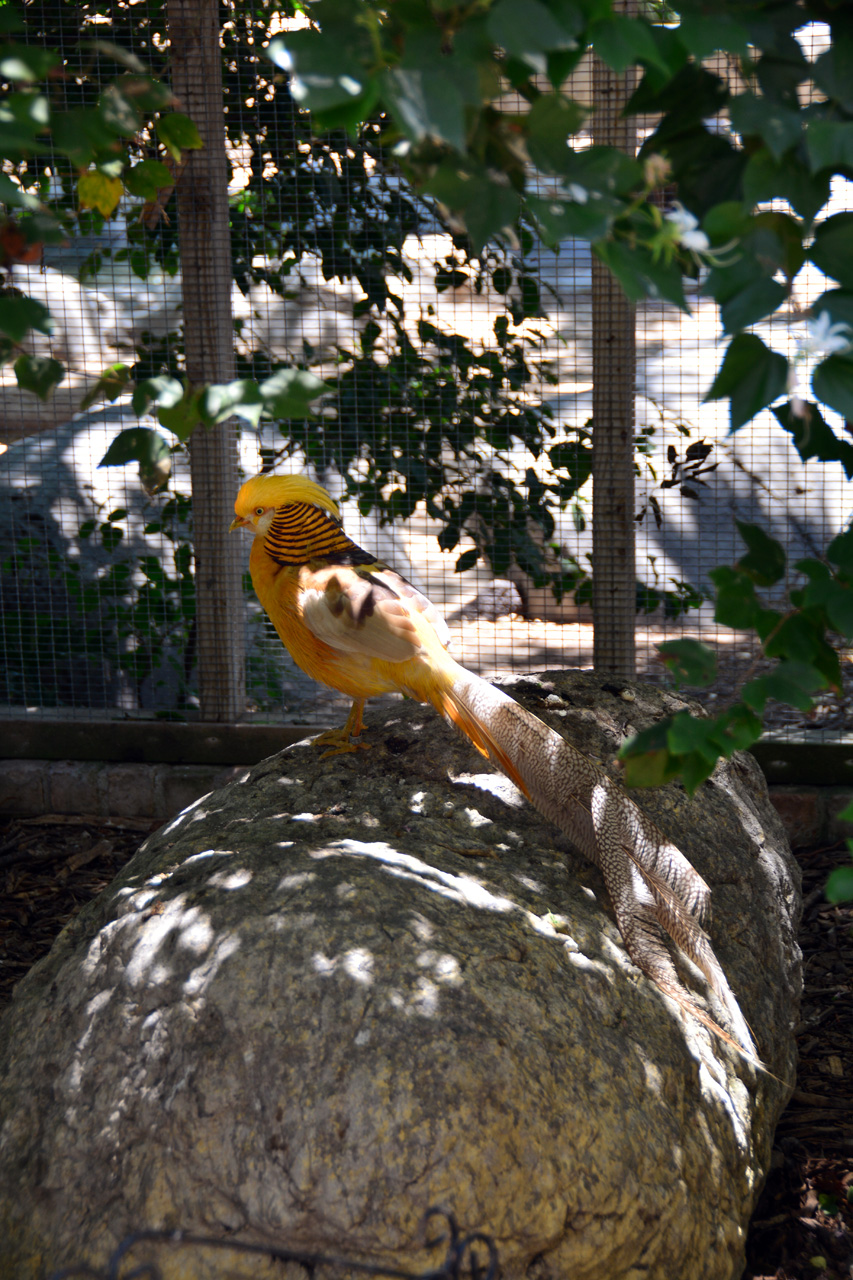 2014-04-23, 049, Gladys Porter Zoo, Brownsville, TX 